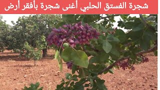 شجرة الفستق الحلبي:كل ماتريد معرفته