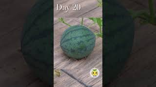 Watermelon in Pot - from Seed to Watermelon