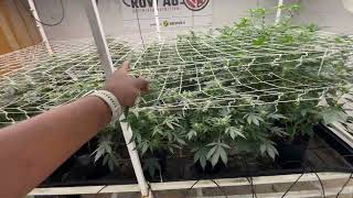 Faceded Canna | Lonely Stoner Garden | Indoor Grow Update 