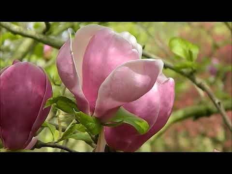 Video: Manolyam Çiçek Açmayacak: Bir Manolya Ağacının Neden Çiçeklenmediğini Öğrenin