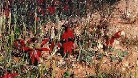 Thumbnail of Nina Verlingieri Song of Australia