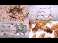 ミルワーム・マニアックス　～ミルワーム飼育上級者編02～　ジャイアントミルワーム蛹化手順の詳細説明を試みてみた