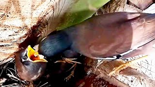 Myna feeds baby food on a coconut tree#birds