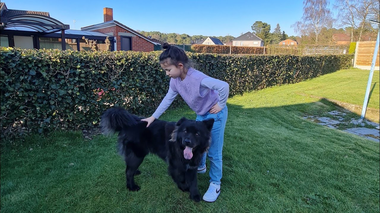 Chow Chow Border Collie