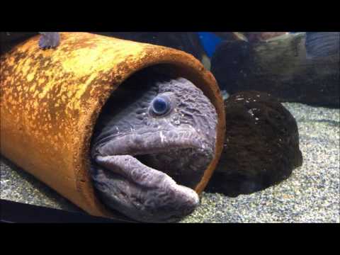 水族館にいるおもしろい海の生き物たち Youtube