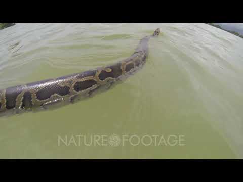 A Python Or Boa Constrictor Swimming In A Murky River