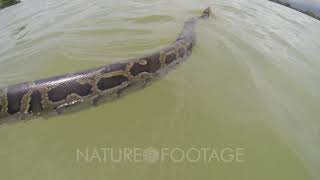 A Python Or Boa Constrictor Swimming In A Murky River
