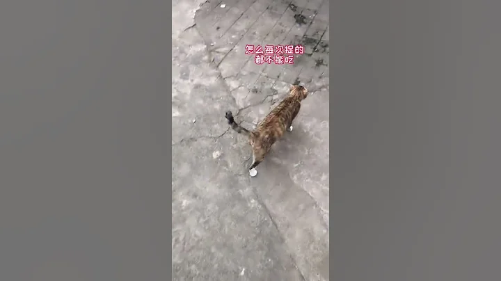 #田園貓 大咪每次捉來飛行動物都給我鑒別是不是保護動物，能不能吃，所以它每次都吃不上。#善待動物 #萬物有靈 - 天天要聞