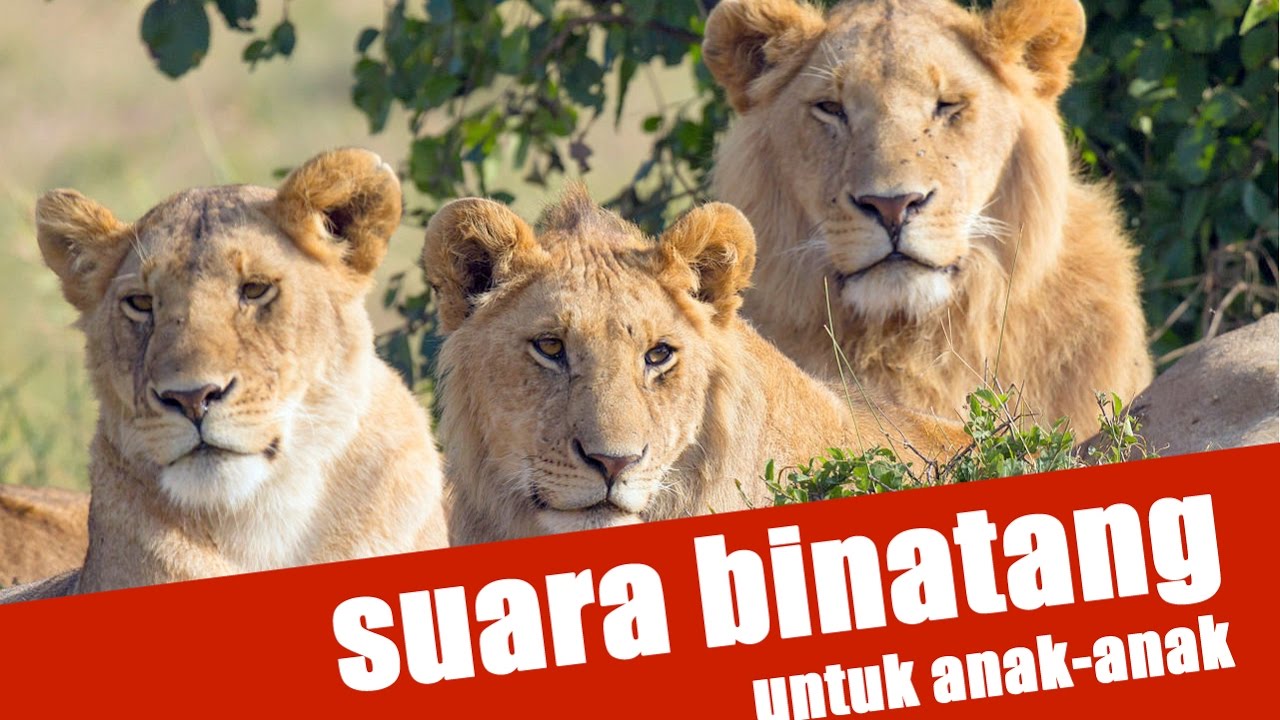 Suara Hewan Untuk Anak Bahasa Indonesia YouTube