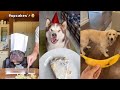 Funniest Cats and Dogs 🐱🐶 Part 26