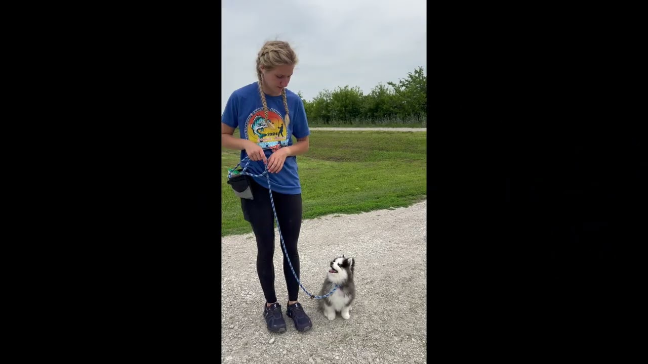 Pomsky Puppies Training, Obedience, Agility intro to Cat Walk, A Frame & Tunnel MaineAimRanchDogs