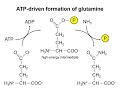 Metabolism basics 3 - Reaction coupling