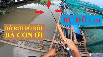 CÂU CÁ TRA SÔNG VỚI MỒI CÂU CÁ CHÁO KIẾN LỬA ĐÓNG CÁ TRA ĐÃ TAY