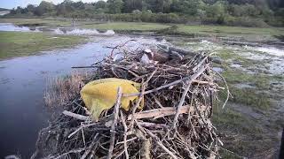 Cape Cod Museum of Natural History Live Stream