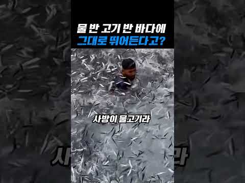 물 반 고기 반 바다에 그대로 뛰어든다고？ thumbnail