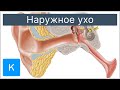 Наружное ухо - Анатомия человека | Kenhub