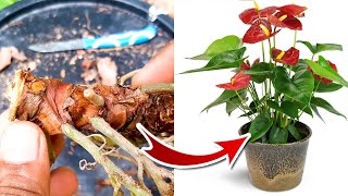 Anthurium Propagation / Anthurium Plant Care