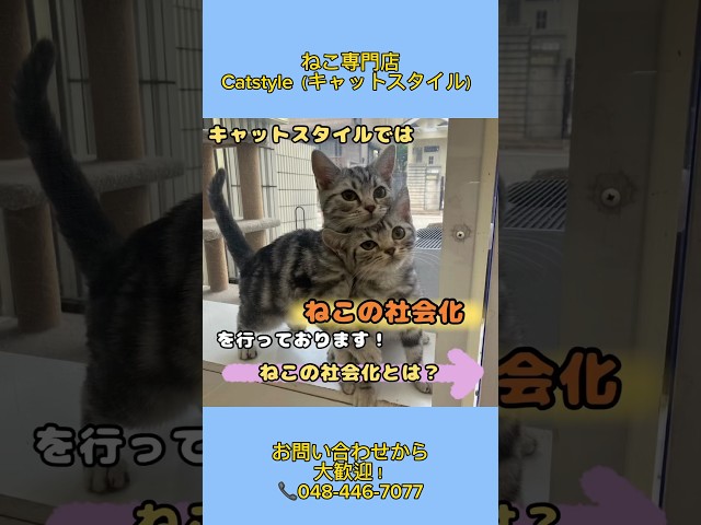 キャットスタイルでは【ねこの社会化】を行っております🐱 #twice #cat #かわいい子猫 #猫のいる暮らし #ペットショップ