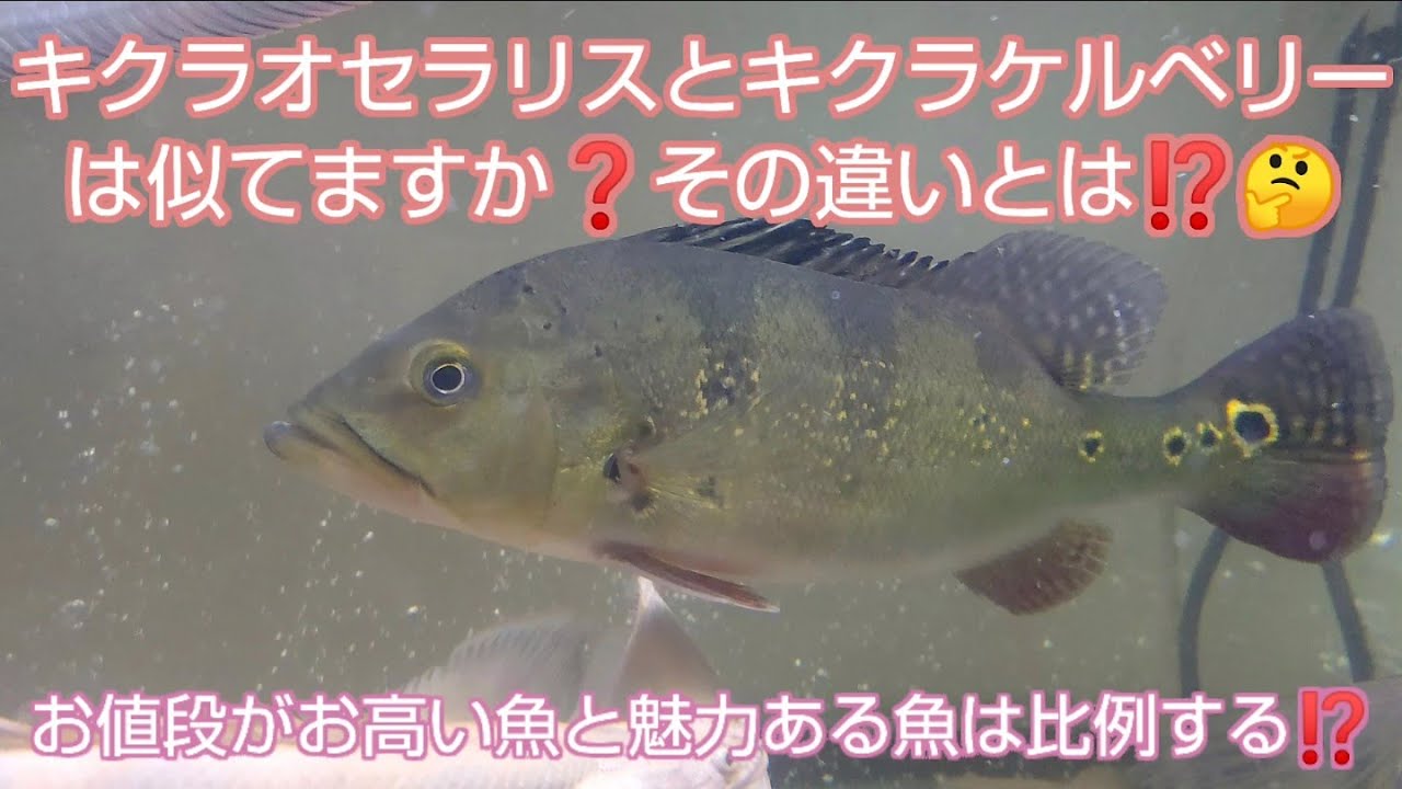 Are Cichla ocellaris and Cichla kelberi similar? What are the