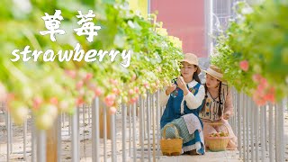 「一席一果」草莓——七彩云南，七彩草莓，哪一款才是你们的心头爱？【滇西小哥】