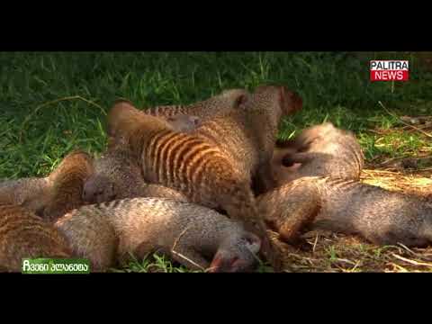 ჩვენი პლანეტა - მანგუსტი