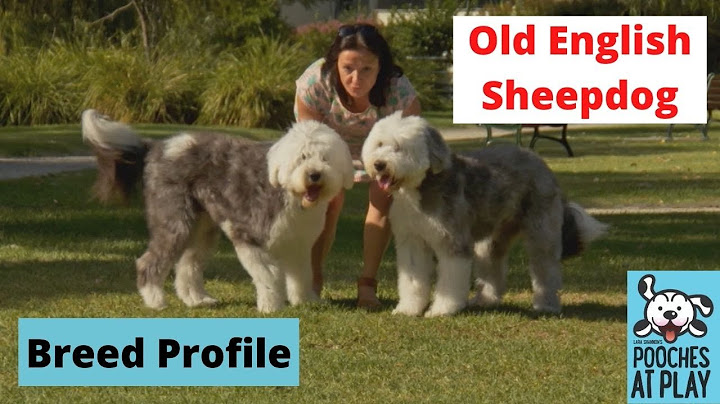 Chó old english sheepdog giá bao nhiêu năm 2024