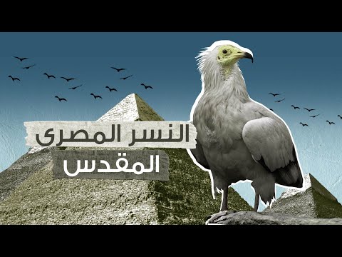 فيديو: الذي اعتبره المصريون حيوان مقدس