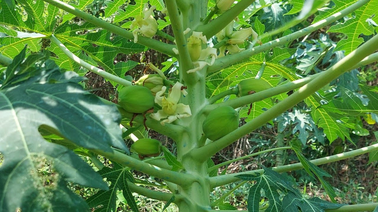 trồng đu đủ ruột vàng vino Hoàng vân  65ngày tuổi giai đoạn phân thuốc cho cây tập trung đậu trái