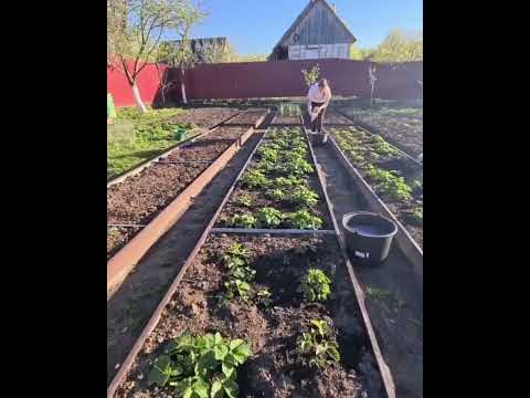 Подкормка клубники🍓🍓🍓 - YouTube