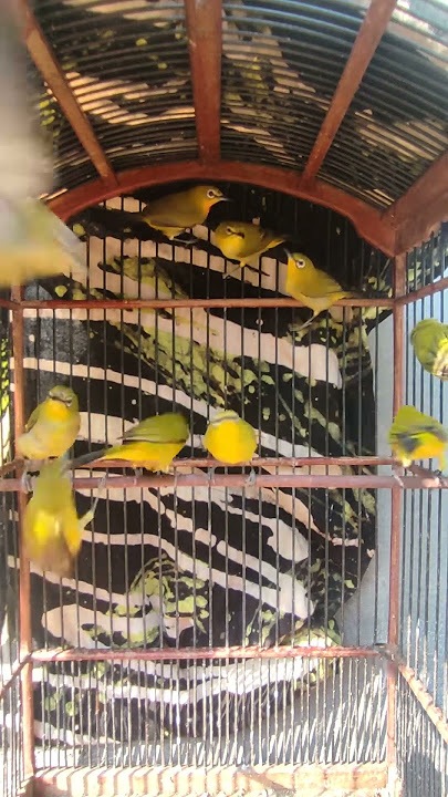 Pleci Bahan riwikan Dakun Wilis ORI