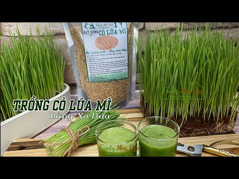 Video: Trồng lúa mì mùa đông - Cách trồng lúa mì mùa đông trong vườn