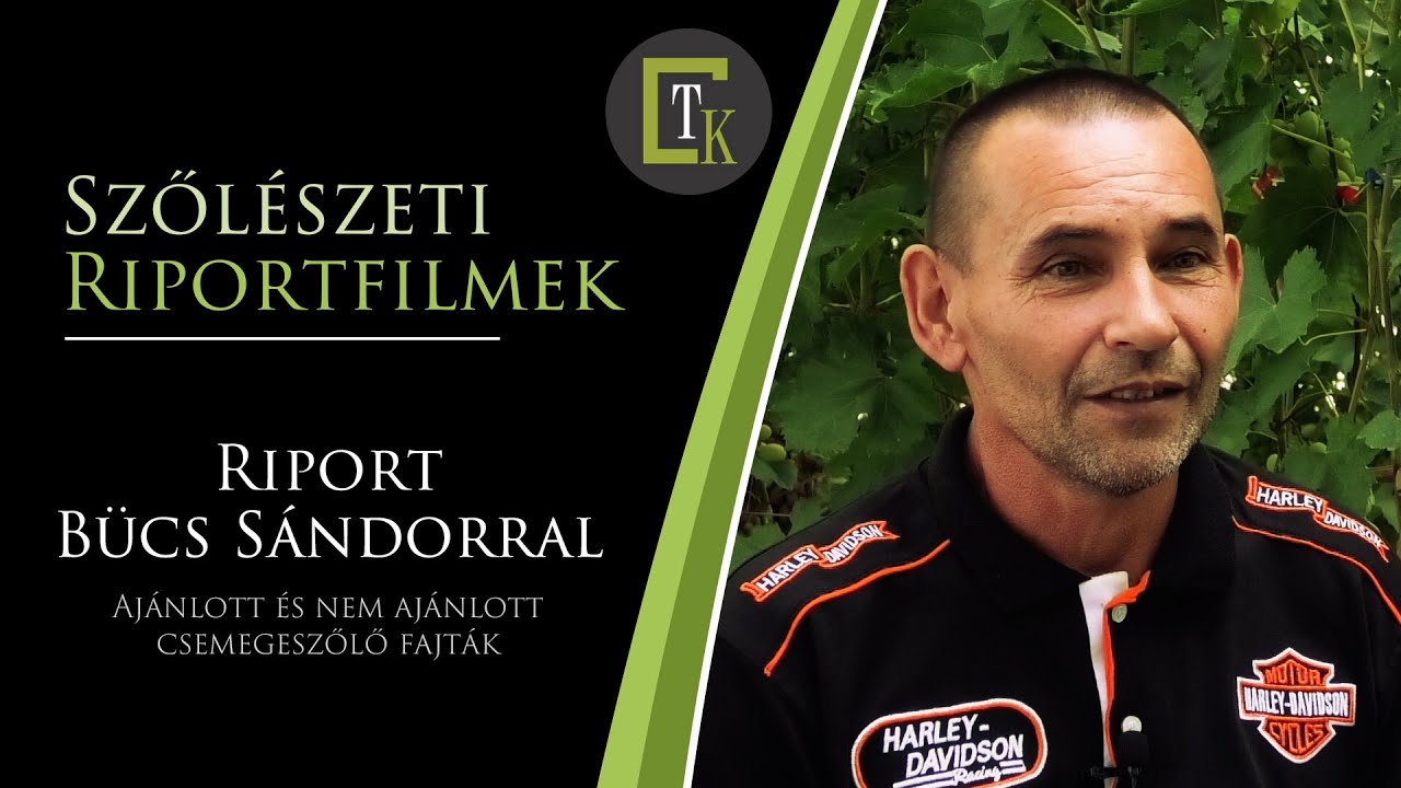 Ajánlott és nem ajánlott csemegeszőlő fajták - Riport Bücs Sándor szőlésszel