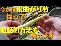 根曲がり竹を採りまくって瓶詰めまで