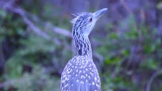 Yellow Crowned Night Heron Immature,  Dallas.2023 June 21,  8:45pm