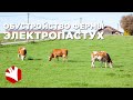 Обустройство фермы | Электропастух | Содержание коров