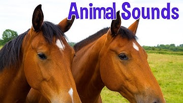 Animal Sounds and Names for Toddlers (Farm and Wild Animals) | Educational Video for Kids