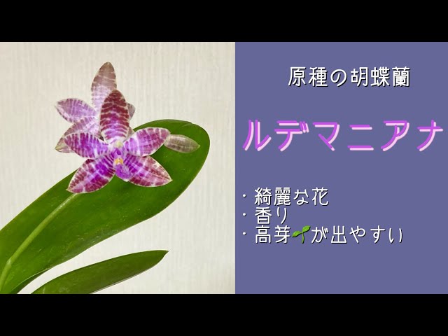 April 4, 2025: Original species of Phalaenopsis orchid