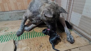 Mother Dog Giving Birth And Cleaning Newborn Puppies | ASMR Dog Licking