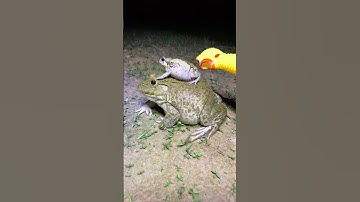 The Rain frog funny by Scared Bite Rubber chicken \ laughing with funny prank a frogs ##shorts