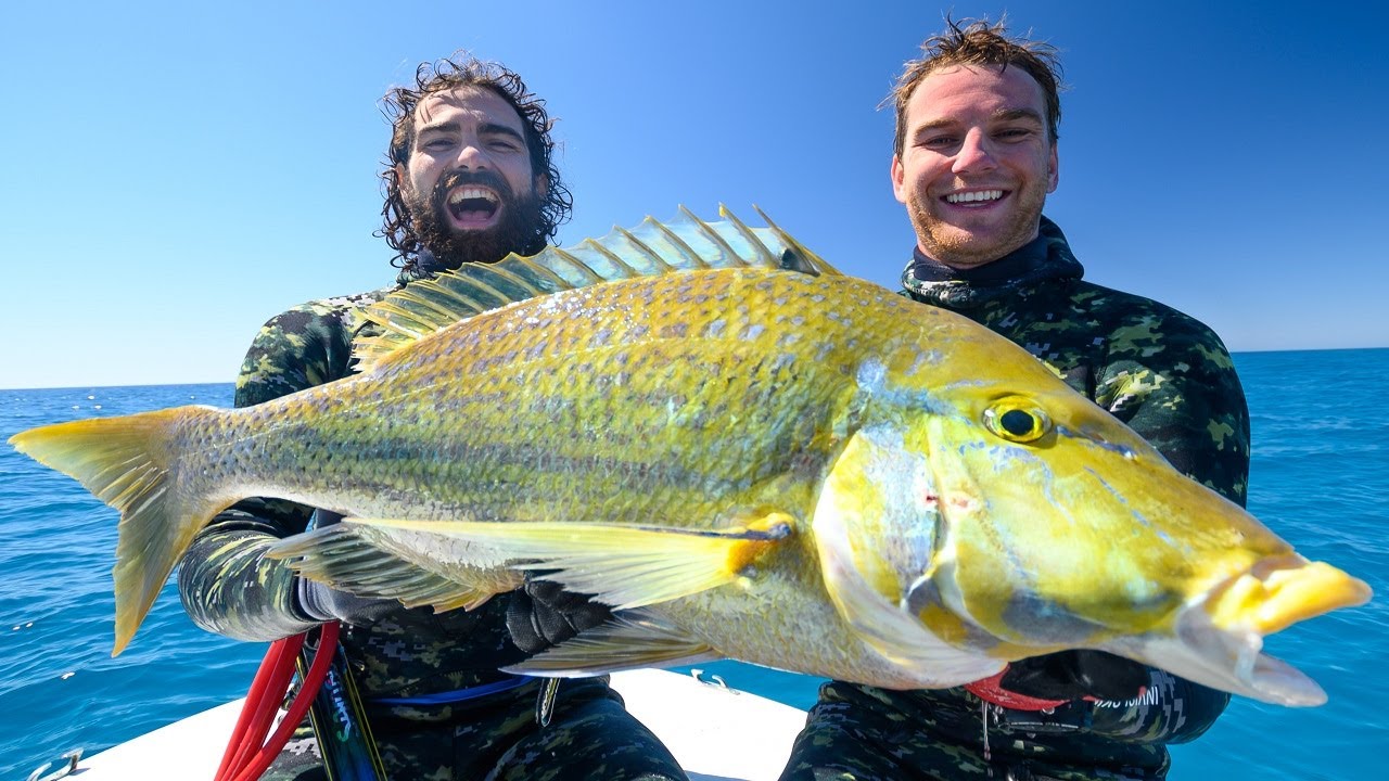 Spearfishing Australia’s BEST REEF FISH! (Back 2 Basics) Ep: 23