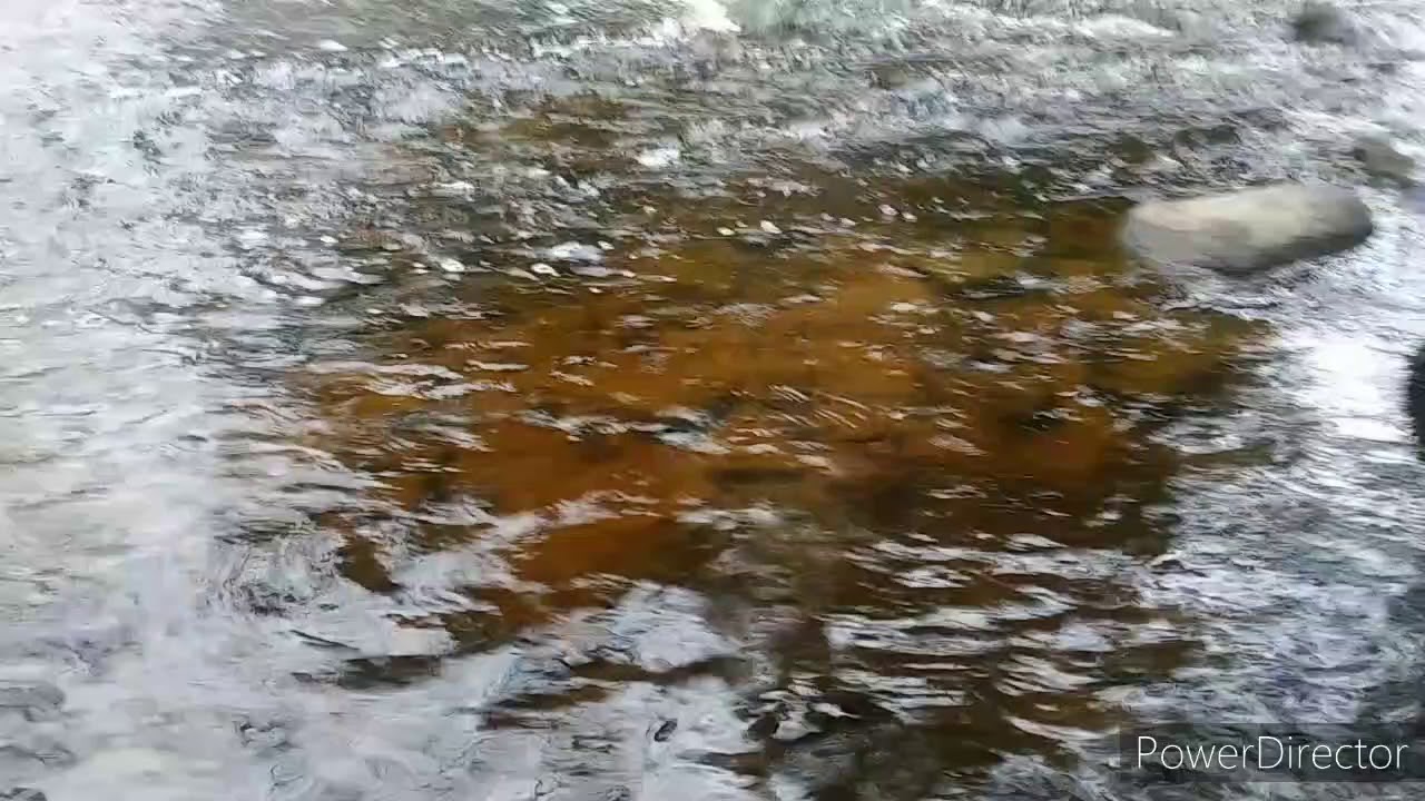 ALONE (covid 19 quarantine song )