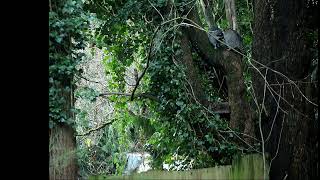 Two Raccoons Climbing Up a Tree