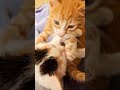 Screaming and fighting 🐱⚔️ #cat #adorably #cutecats #kitten #fighting #sound #asmr