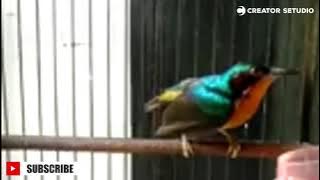 Anthreptes Singalensis birds Singing