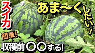 スイカを甘くする方法と収穫時期のタイミング 放任栽培 家庭菜園 Youtube