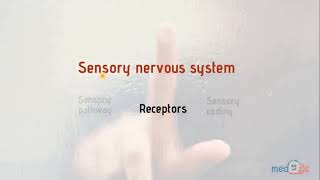 (3.1) receptors and sensory coding