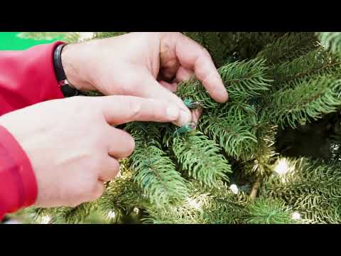 Video: Kako zatamniti unaprijed osvijetljeno božićno drvce?