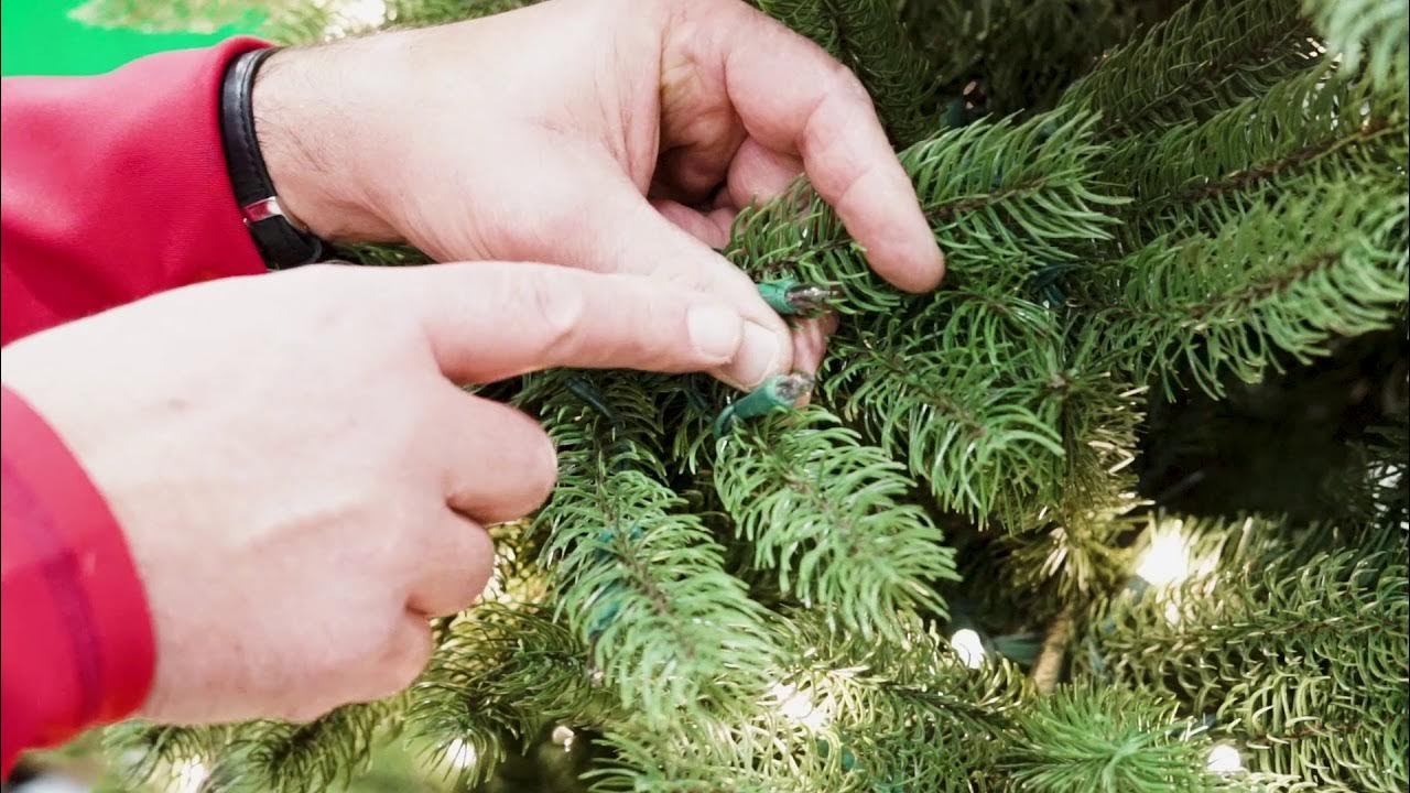 Fixing Christmas Tree Lights 