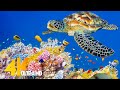 [NEW] 3 HRS of 4K Turtle Paradise - Undersea Nature Relaxation Film + Sleep Relax Meditation Music