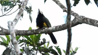 Golden-collared Toucanet (Selenidera reinwardtii) in Morro de Calzada Amazon Center - Peru